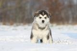 ALASKAN MALAMUTE 296